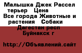 Малышка Джек Рассел терьер › Цена ­ 40 000 - Все города Животные и растения » Собаки   . Дагестан респ.,Буйнакск г.